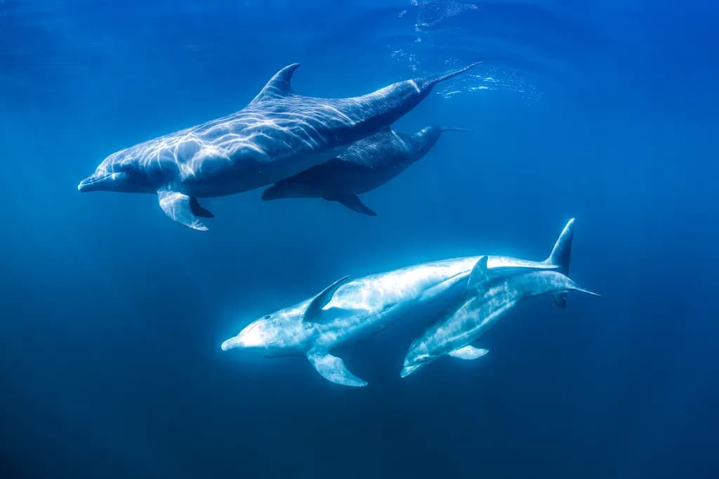 Dolphin Dance