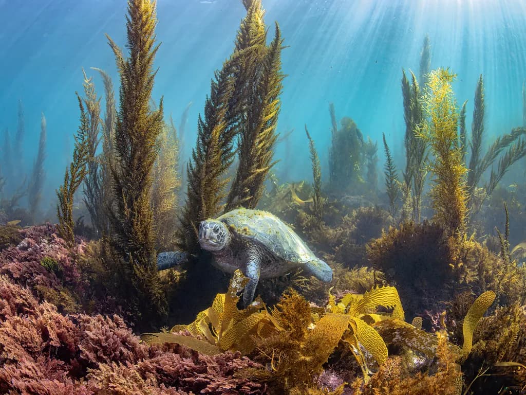 Underwater Serenity