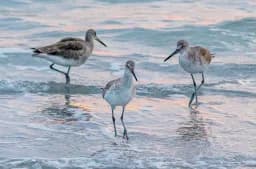Three Willets