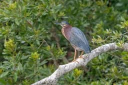 Emerald Isle Heron