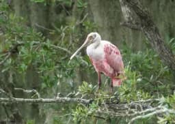 Spoonbill on a Limb