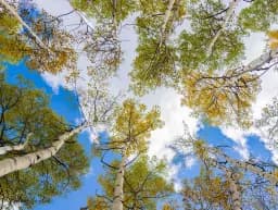 Upward Perspective
