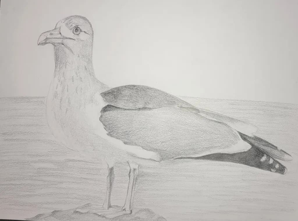 Seagull Study