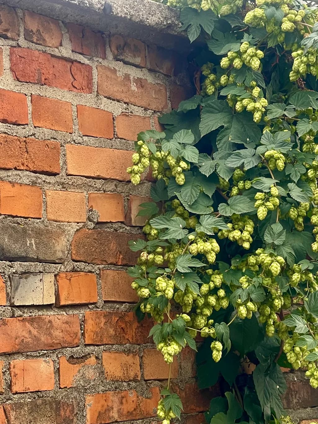 Whispers of Nature: Hops Embracing the Rustic Brick Wall