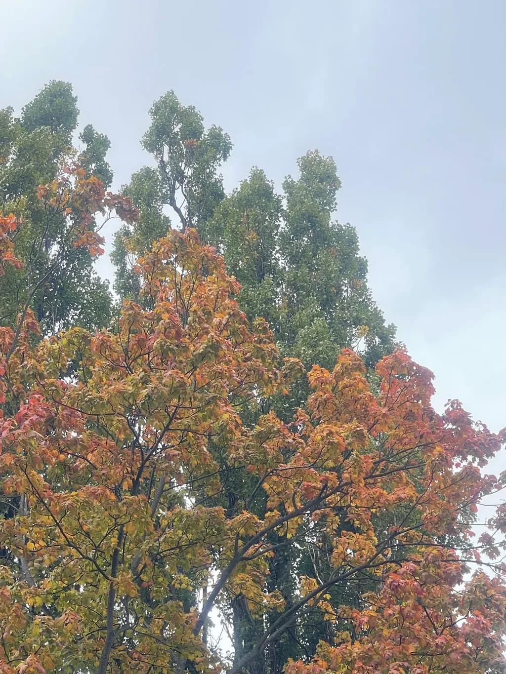 Autumn's Embrace: A Tapestry of Colorful Leaves Against a Gloomy Sky