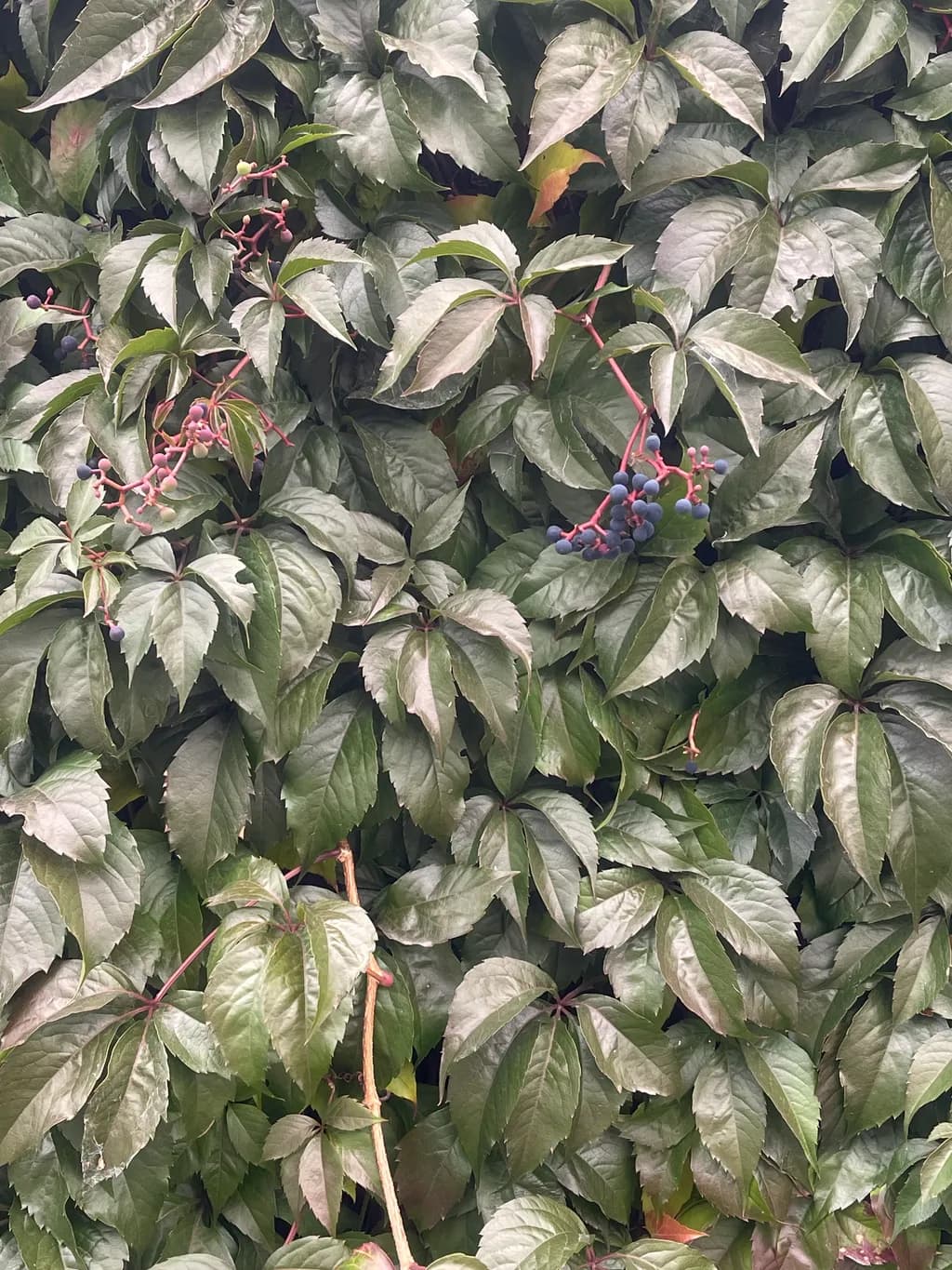 Lush Greenery: A Tapestry of Leaves and Berries in Nature's Embrace