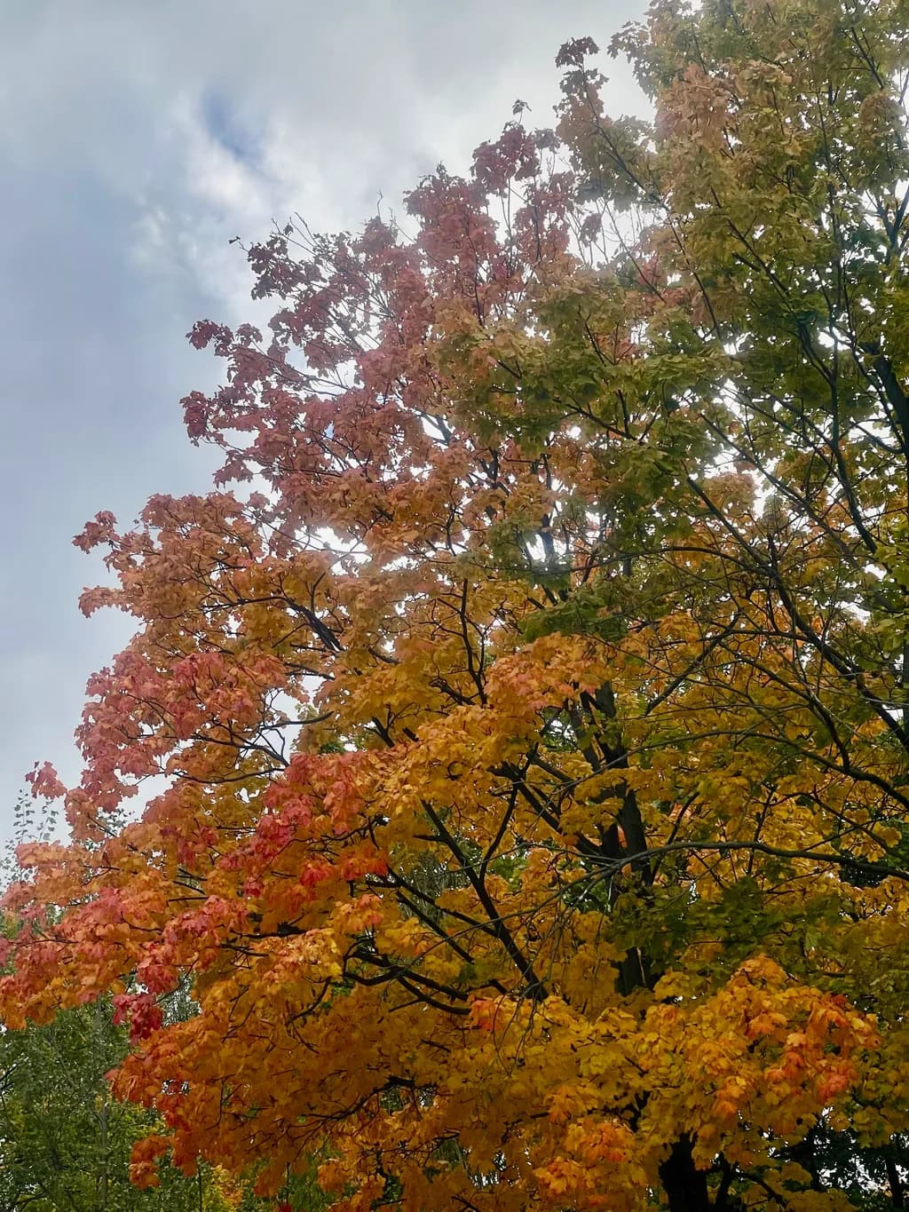 Autumn's Embrace: A Tapestry of Colorful Leaves and Whispering Trees