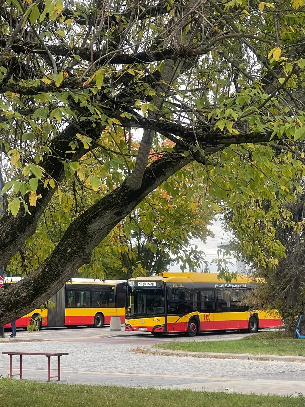 Urban Serenity: A Bus Amidst Autumn Leaves in a City Park