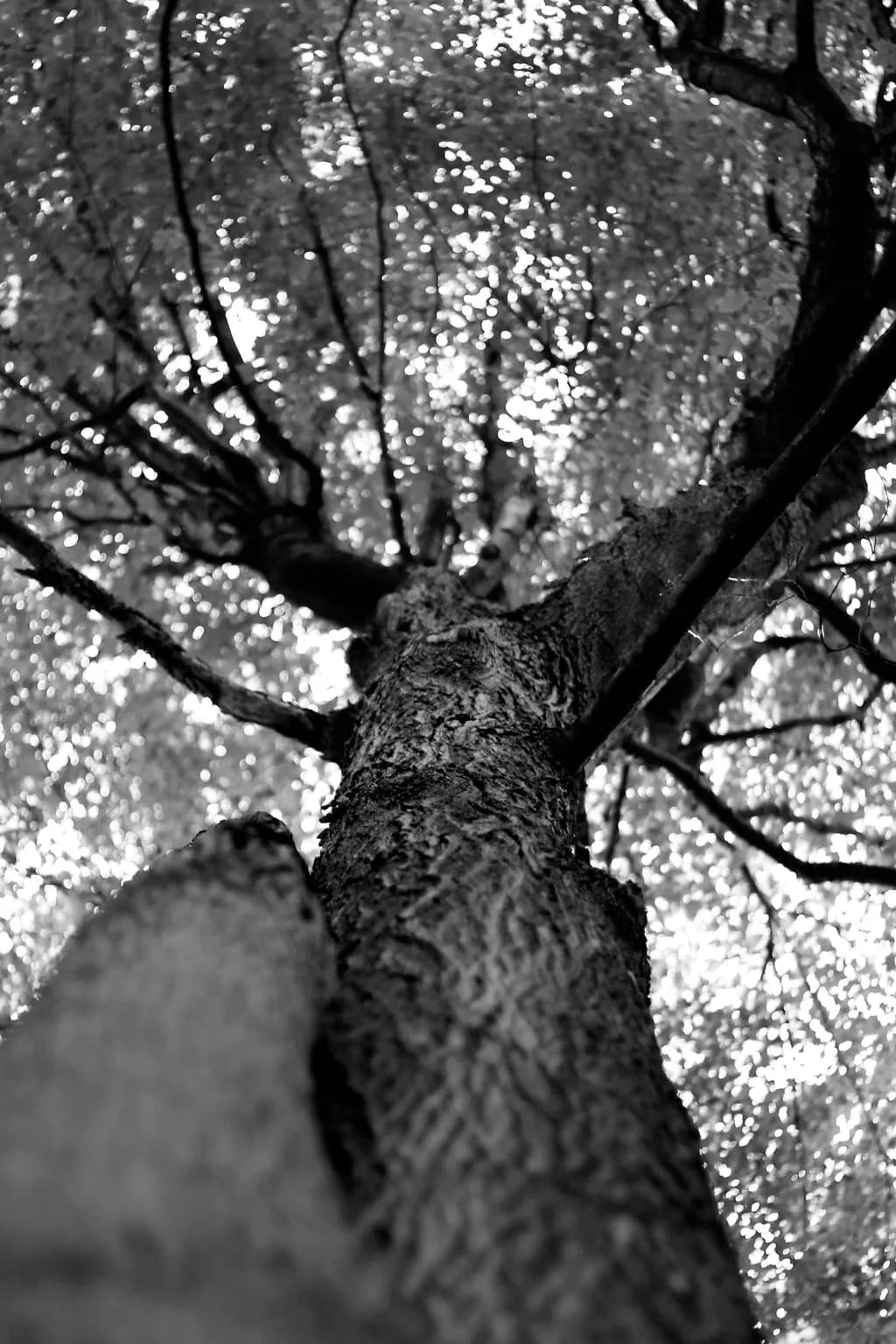 Whispers of Nature: A Black and White Journey Through Tree Branches and Textures