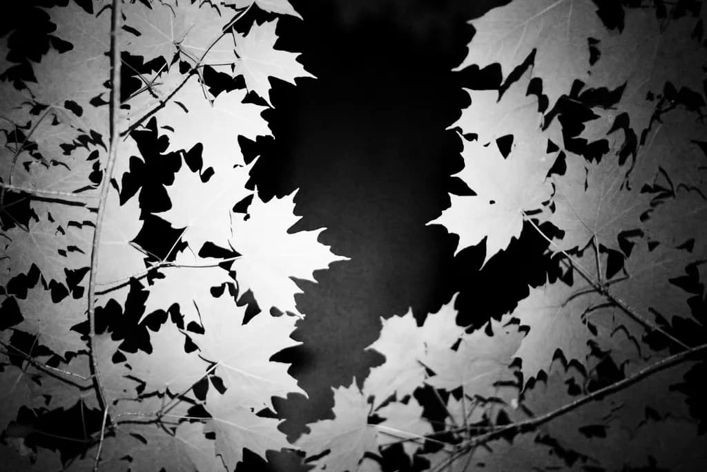 Whispers of Nature: A Black and White Dance of Leaves