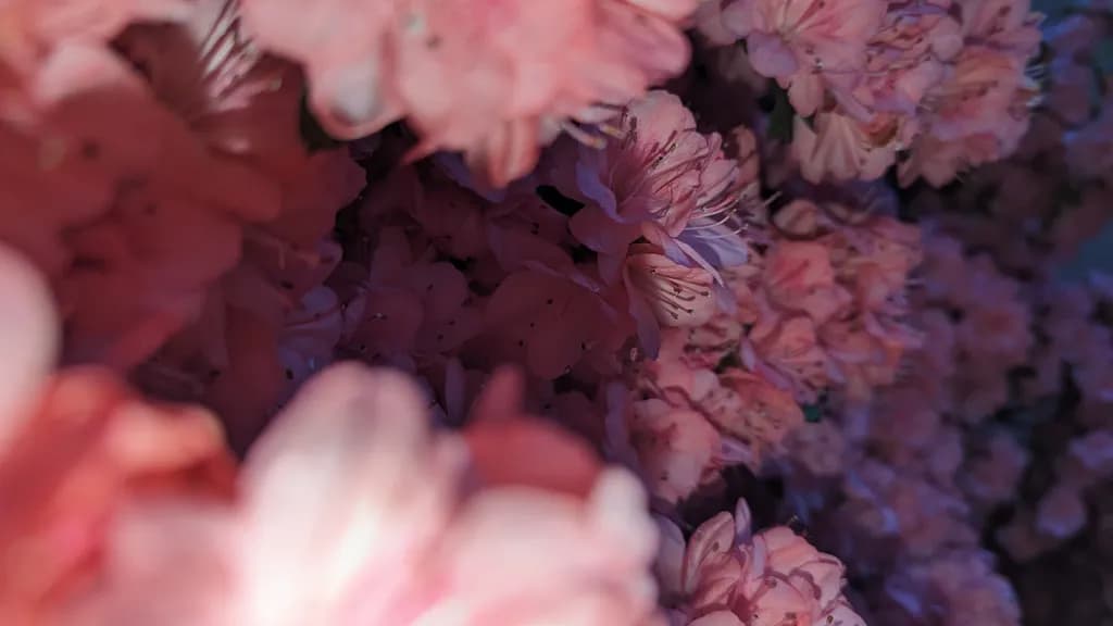 Whispers of Spring: A Close-Up Journey Through Pink Azaleas