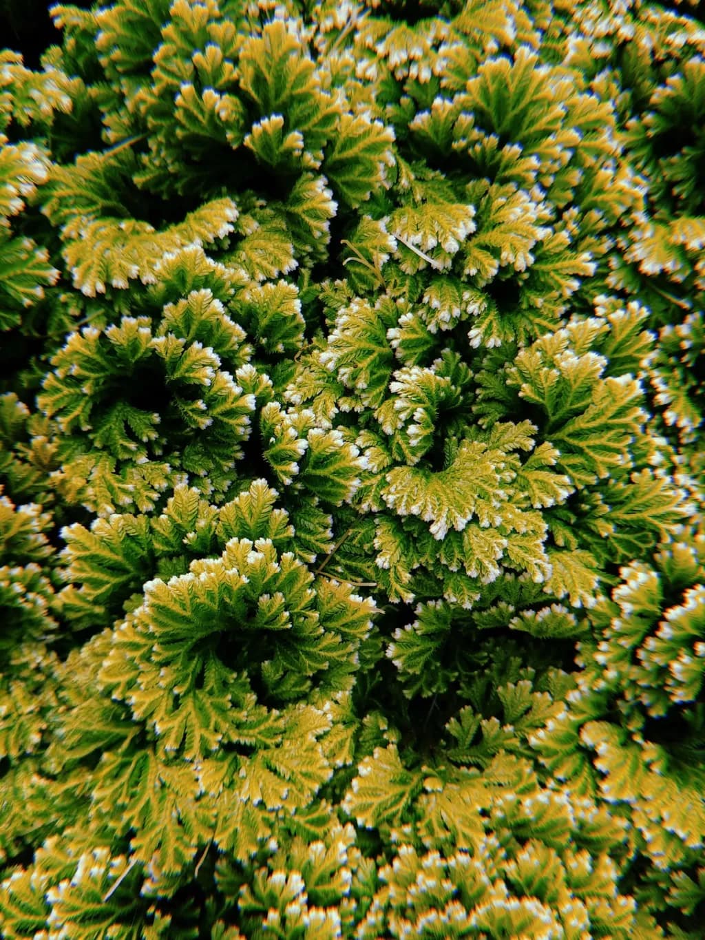 Vibrant Green Foliage: A Textured Journey Through Nature's Palette