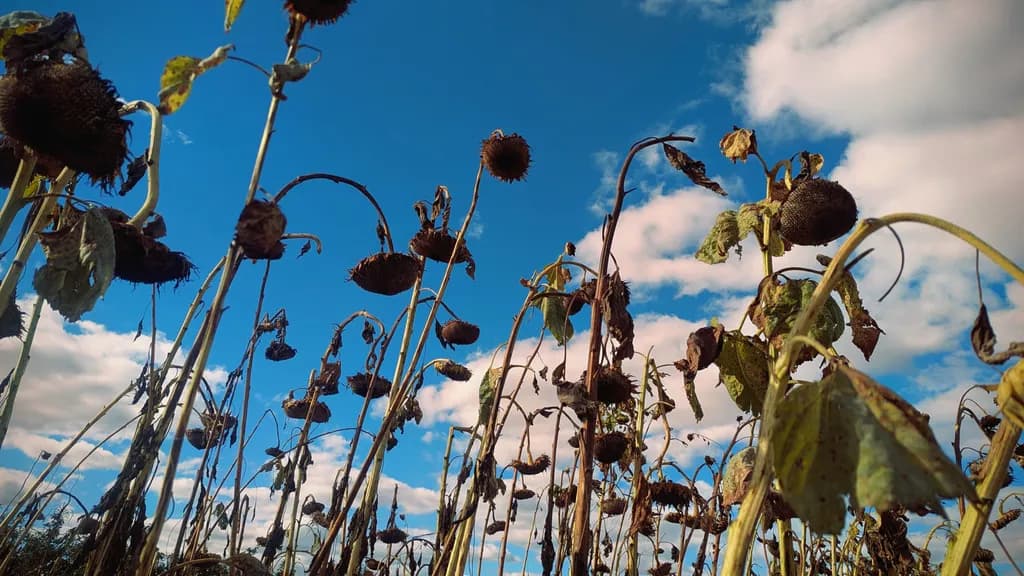 Whispers of Autumn: A Sunflower's Farewell Under the Expansive Sky
