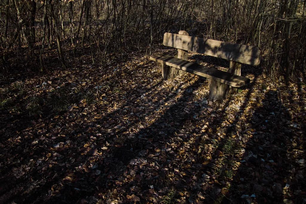 Forest Bench Shadows