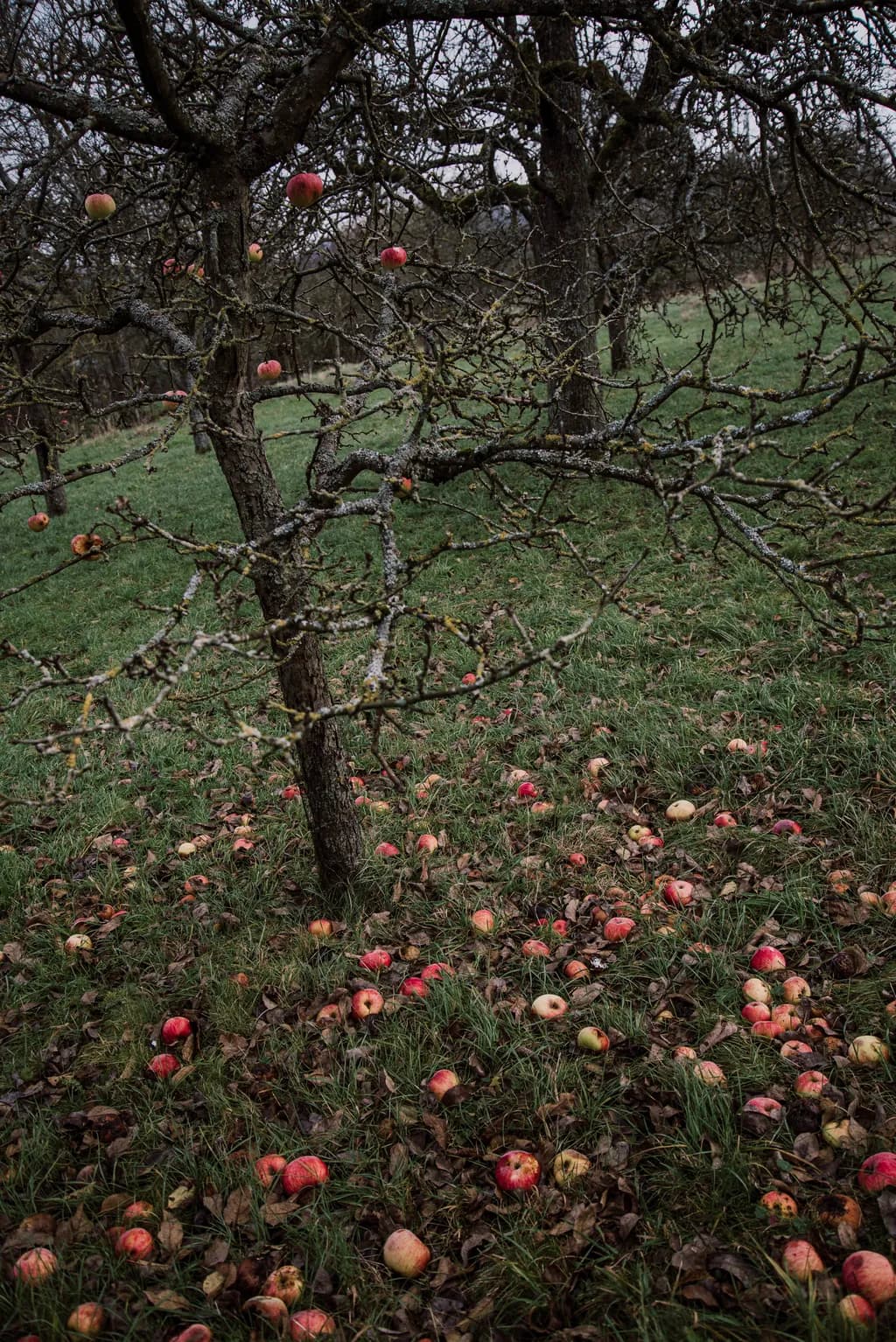Autumn's Harvest