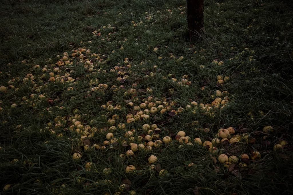 Fallen Harvest