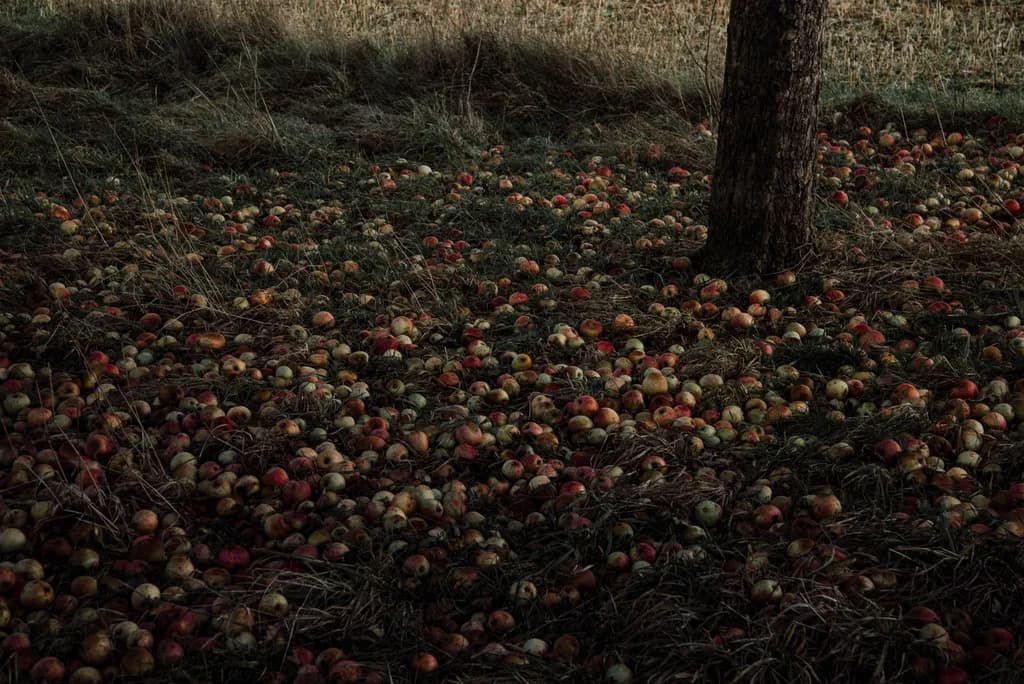 Fallen Harvest