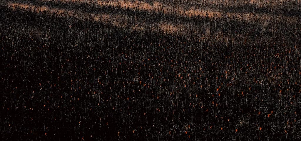 Sunset Field