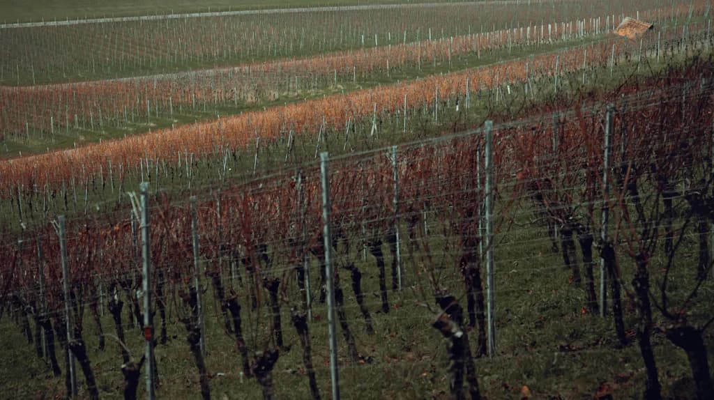 Vineyard Layers