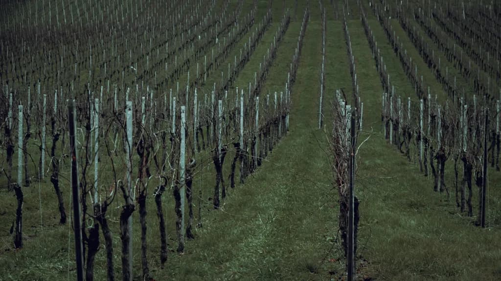 Vineyard Lines