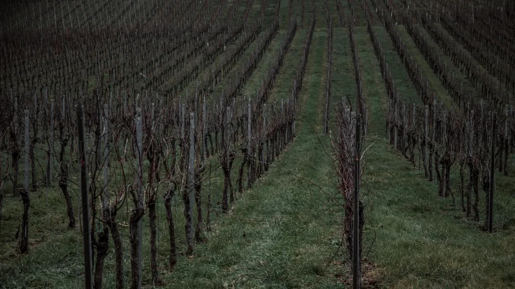 Vineyard Lines
