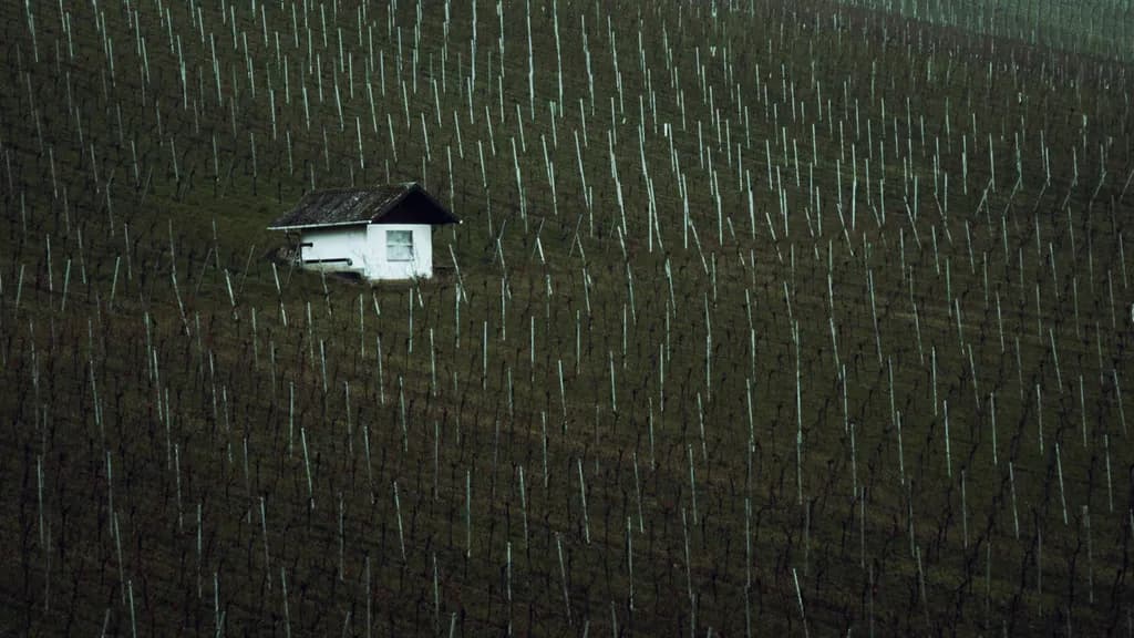 Solitary Vineyard House