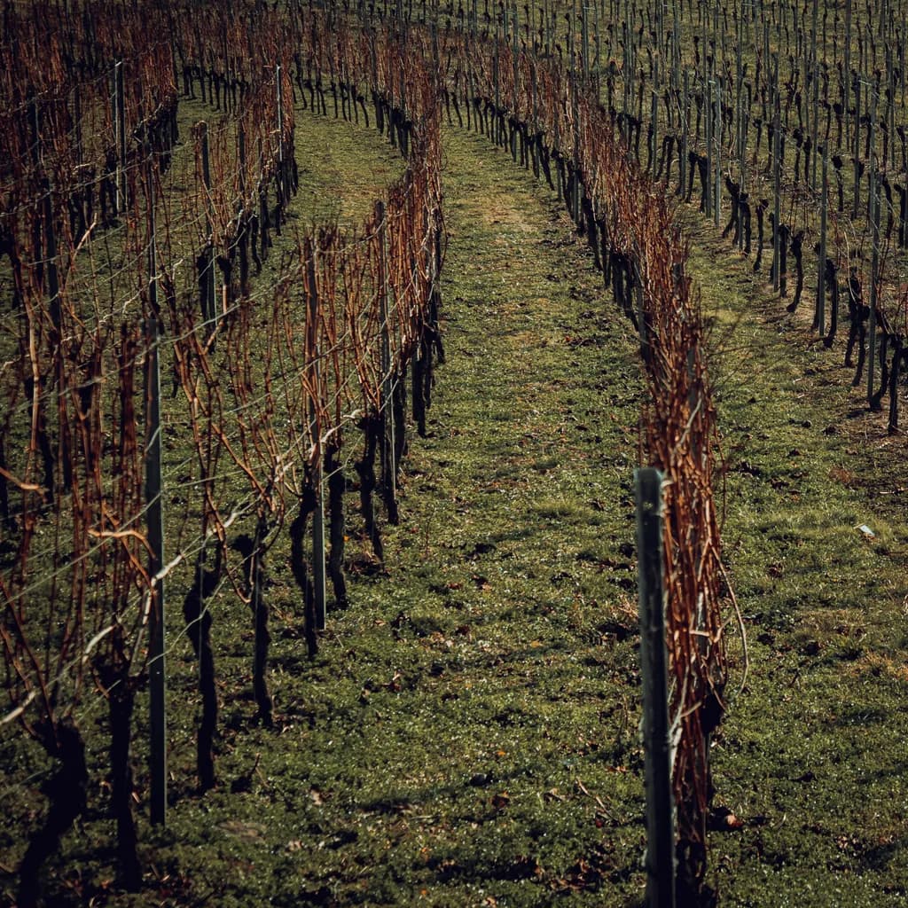 Curved Vines