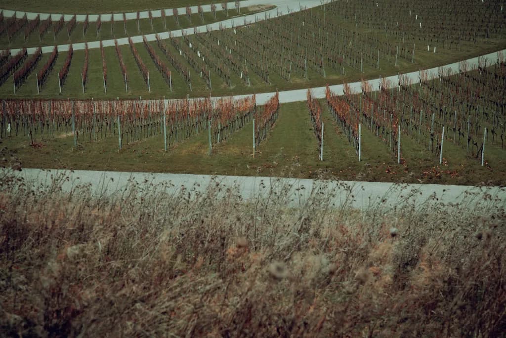 Vineyard Geometry