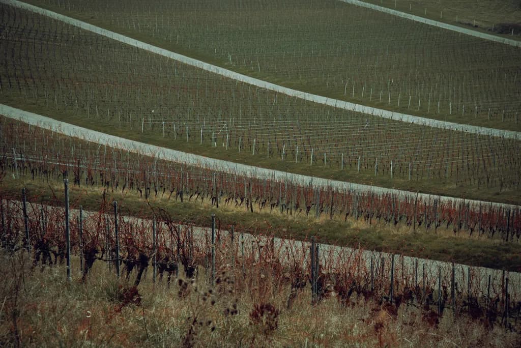 Autumn Vineyard Rows