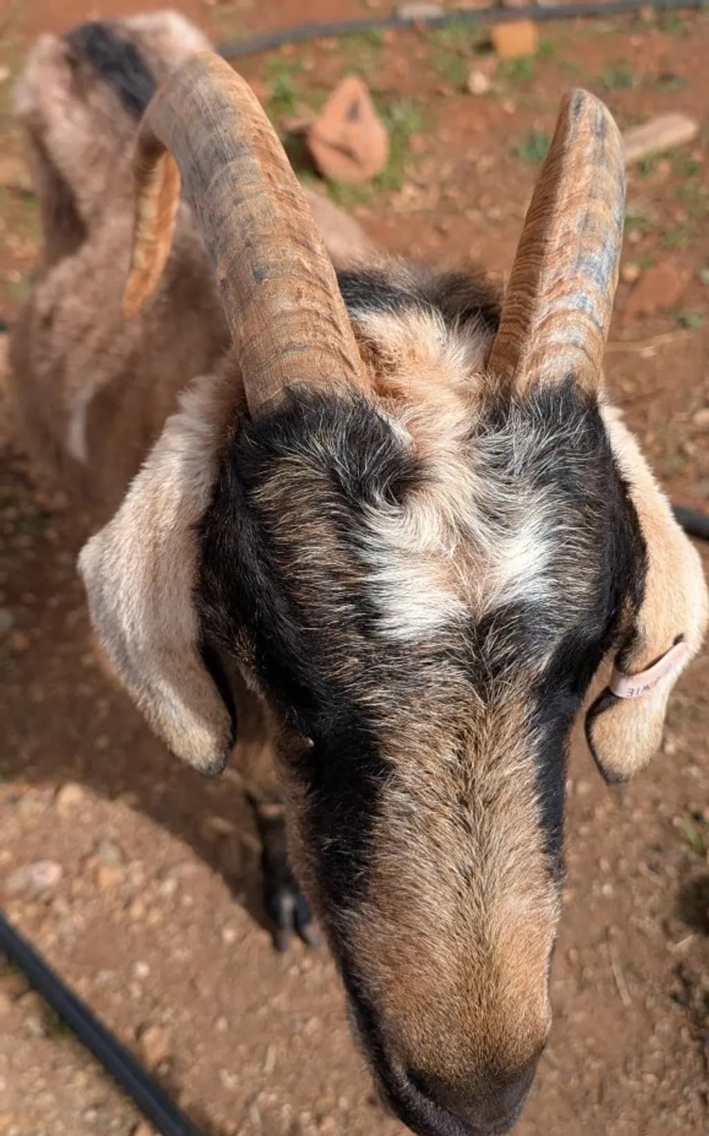 Horned Gaze