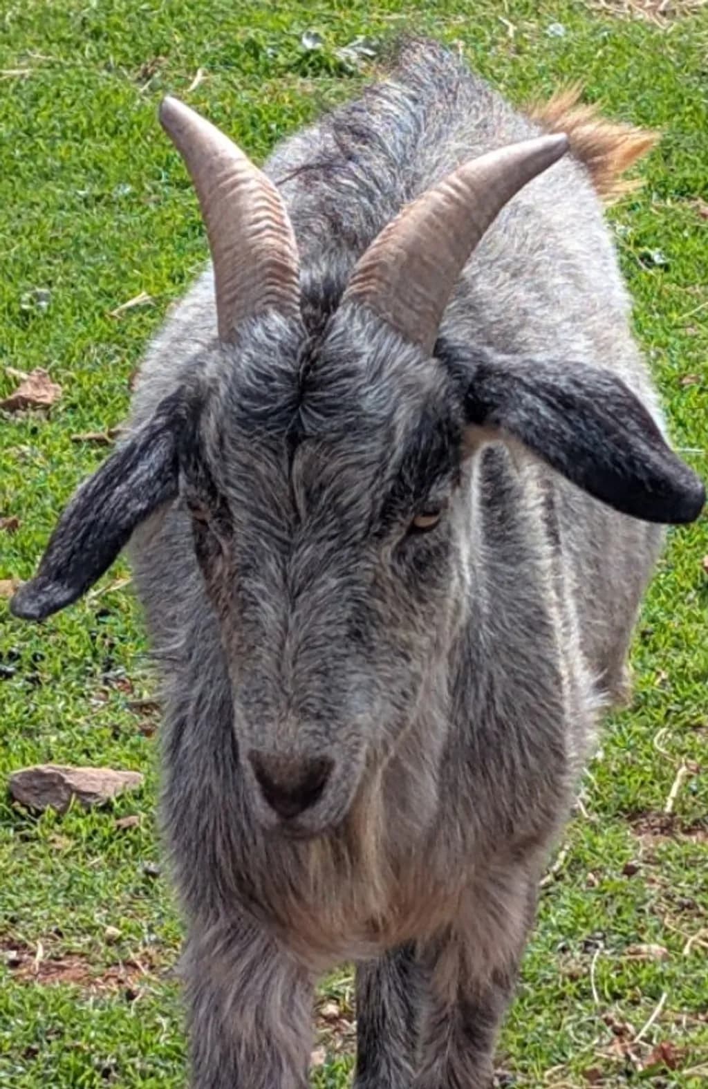 Horned Gaze