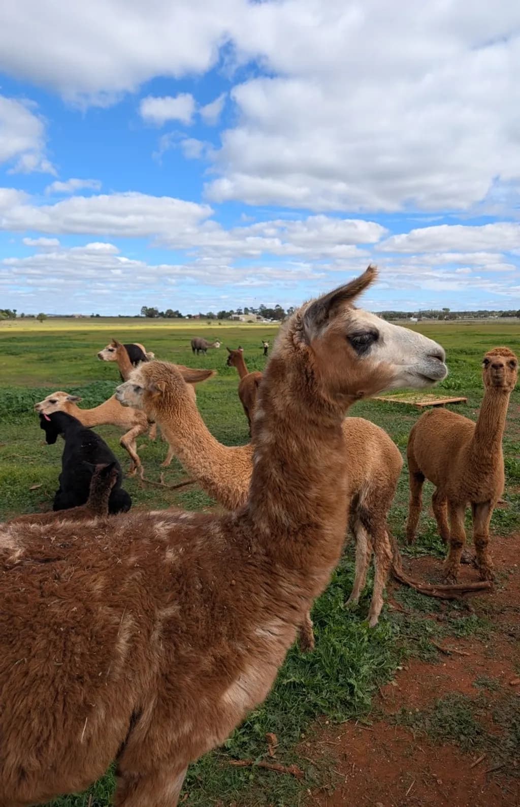 Llama Gathering