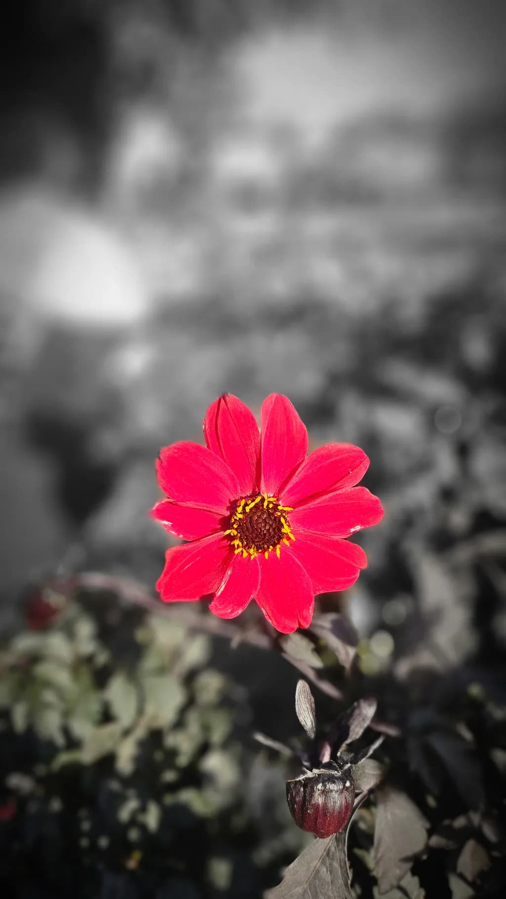 Vibrant Red Blossom: A Striking Contrast in Nature's Palette