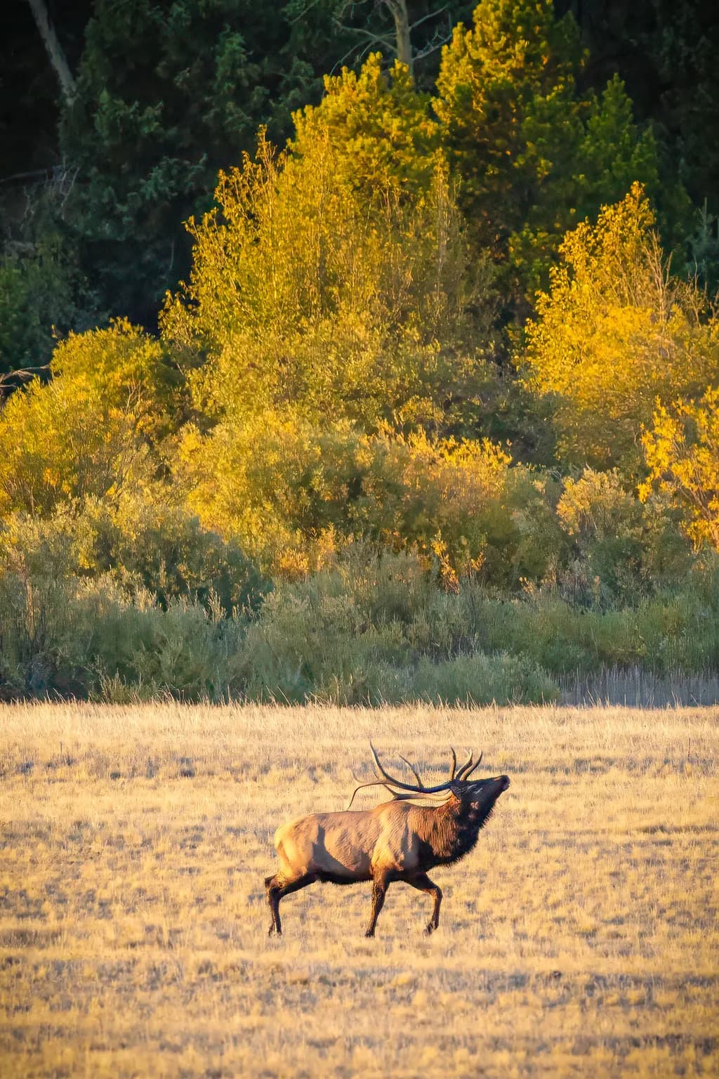 Majestic Elk in Autumn