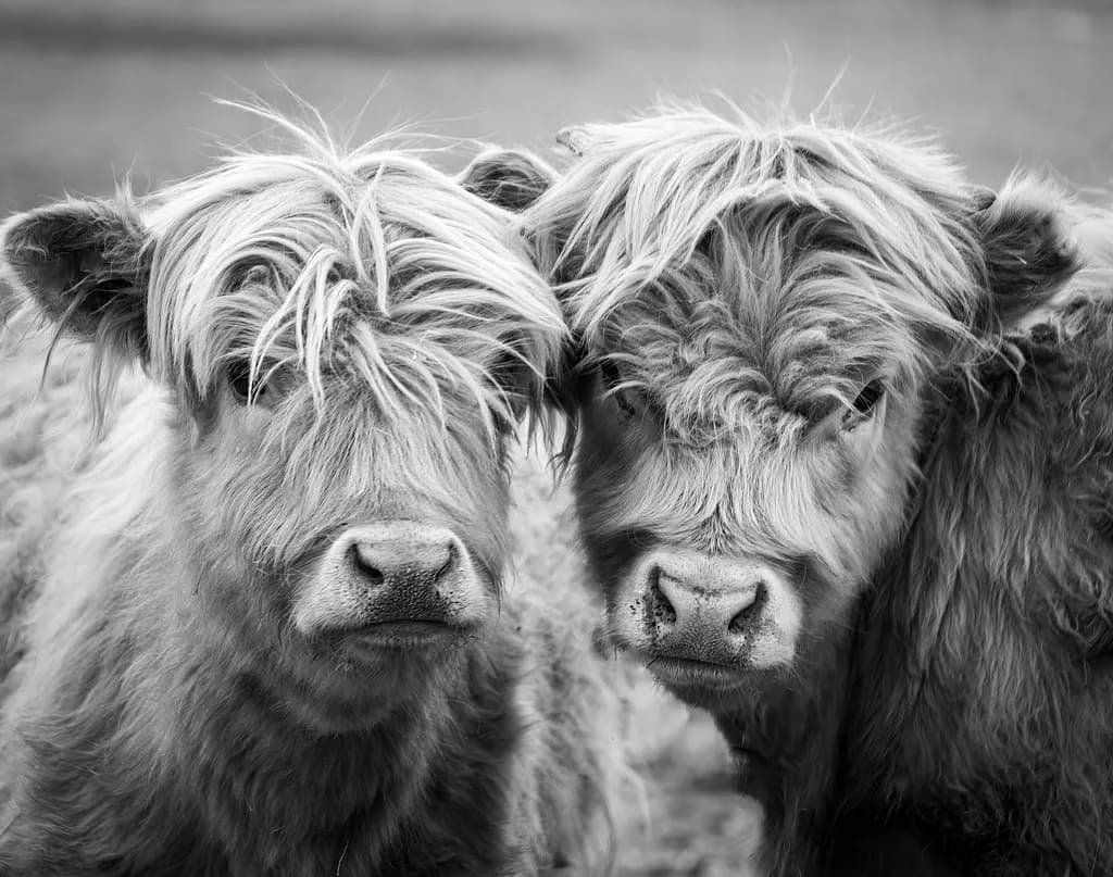 Curious Cattle Portrait