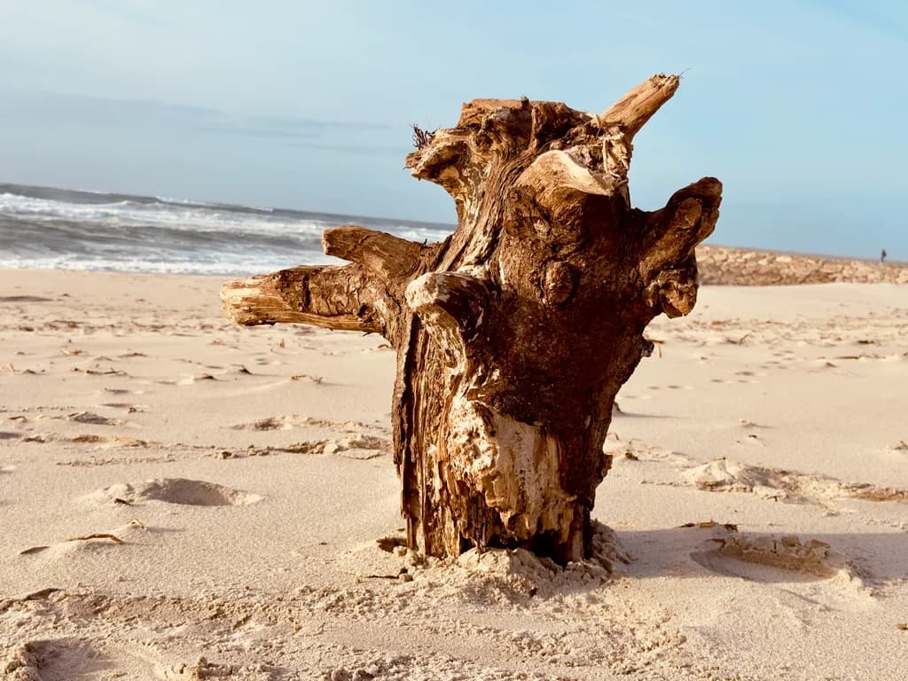 Driftwood Sentinel