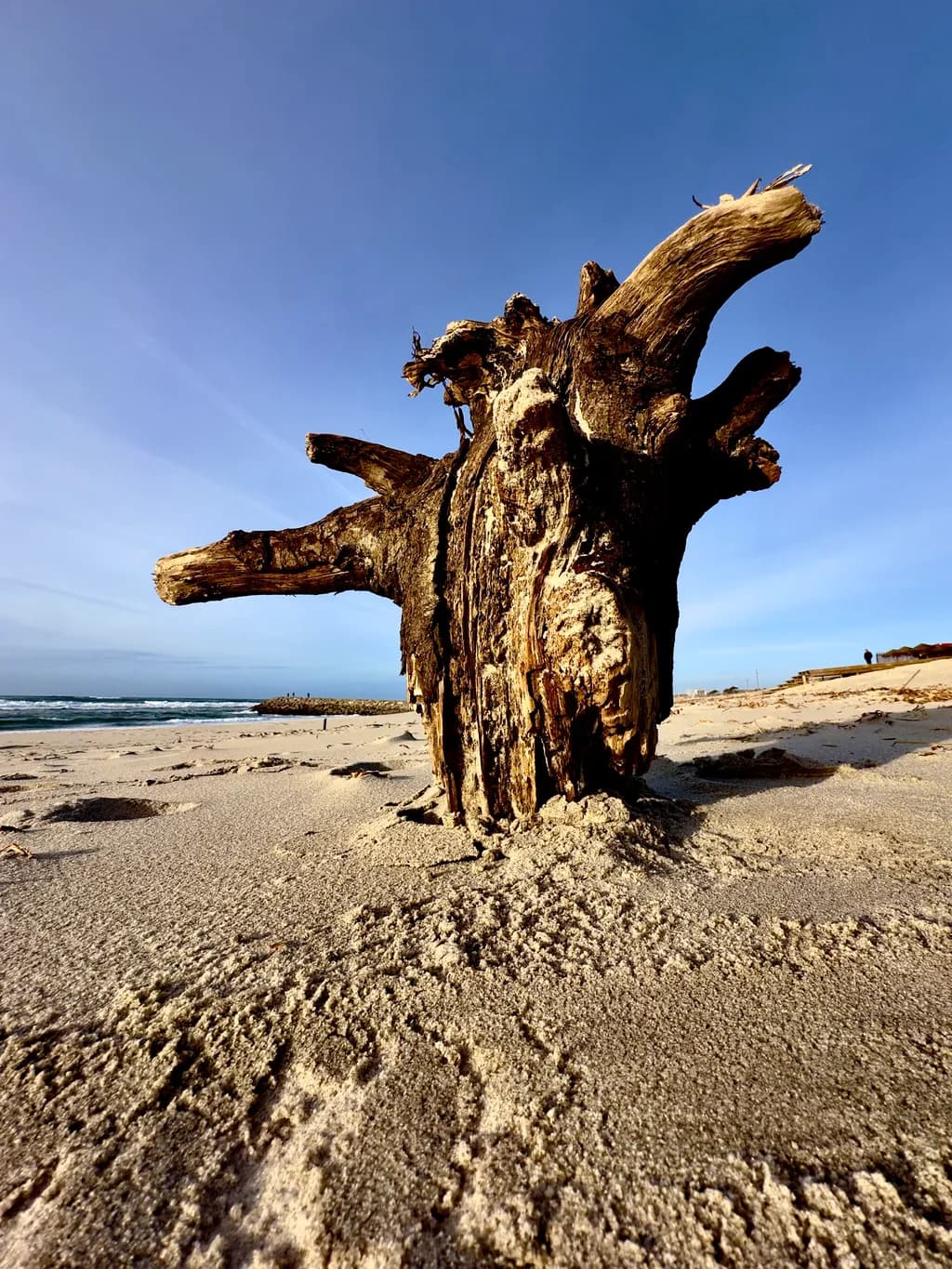 Driftwood Serenity