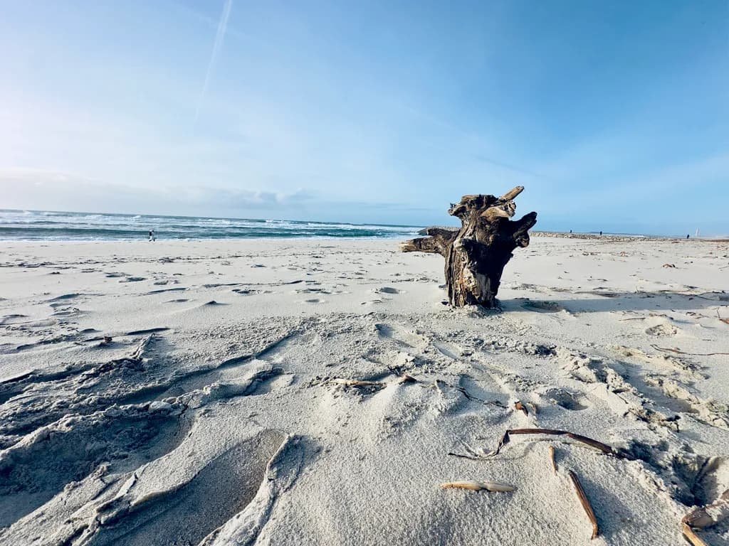 Driftwood Serenity