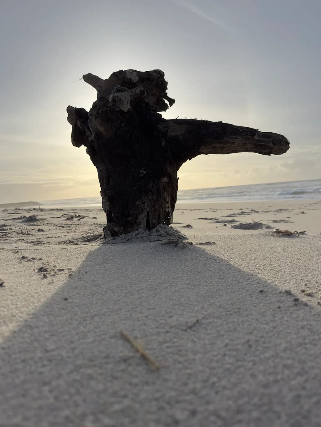 Driftwood Silhouette at Sunset
