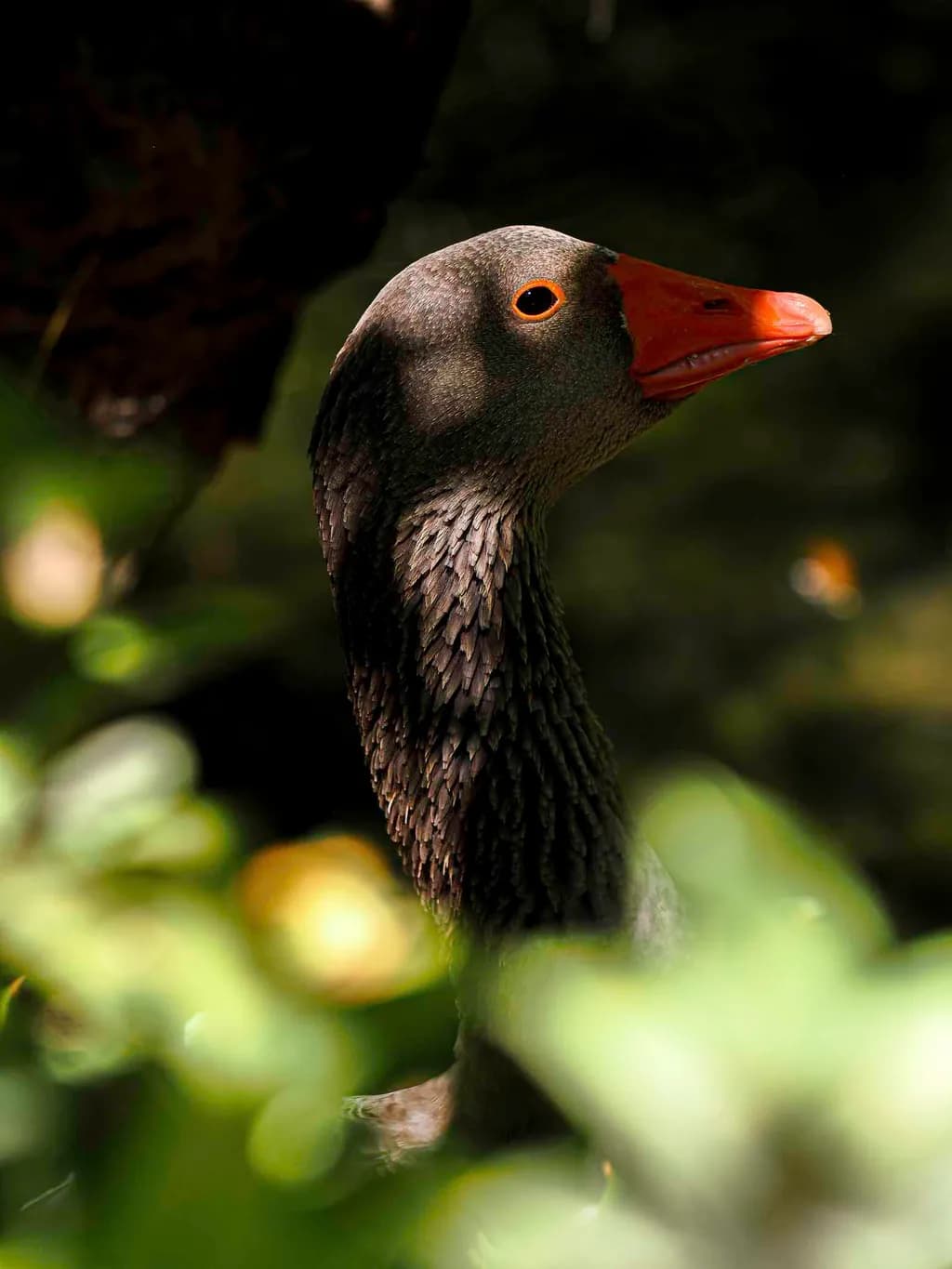 Elegant Goose Profile