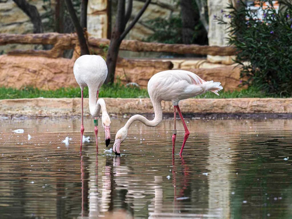 Flamingo Reflections