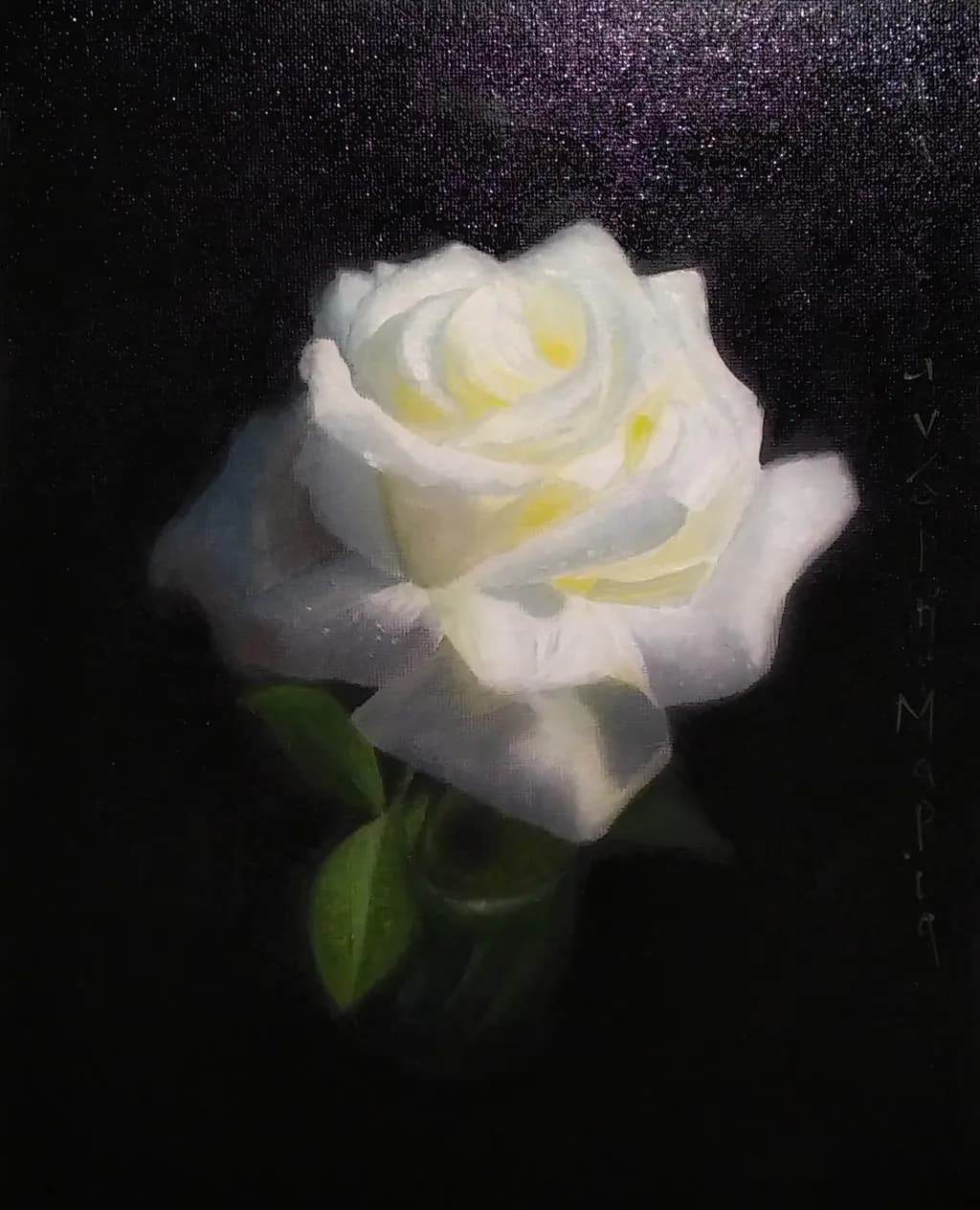 Ethereal Elegance: A White Rose in the Shadows