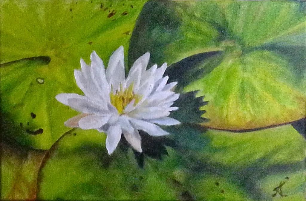 Serenity in Bloom: A White Lotus Amidst Lush Green Leaves