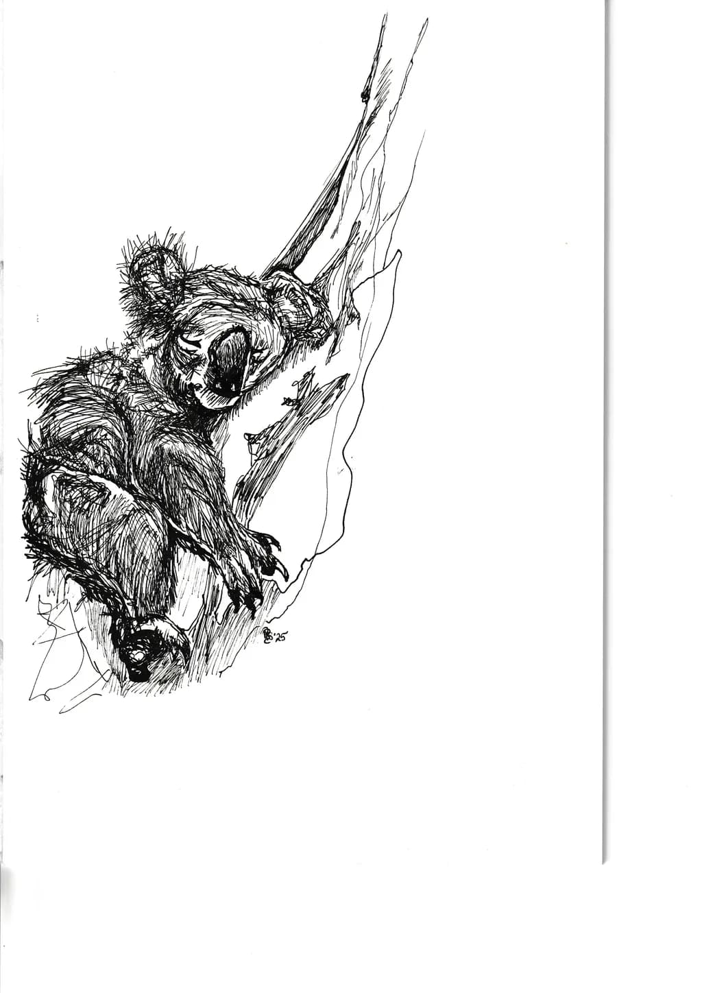Koala in Tree