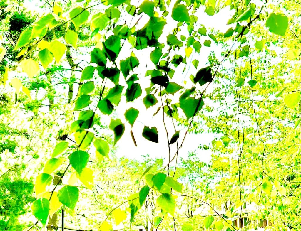Spring Leaves Canopy
