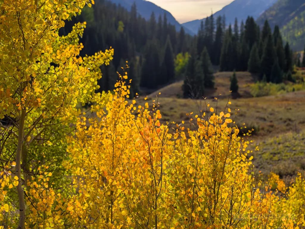 Golden Whispers: A Serene Autumn Embrace in Nature's Palette
