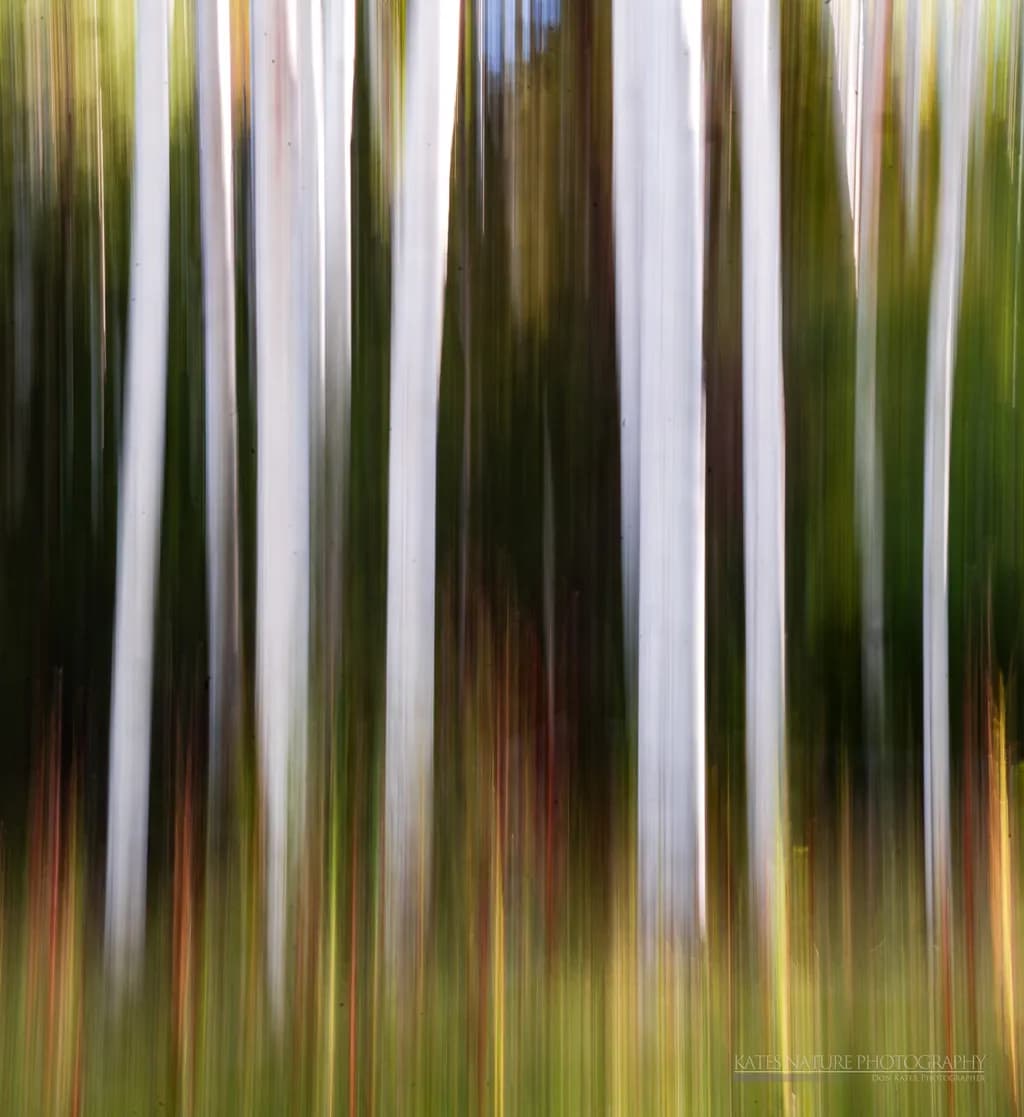 Whispers of the Forest: A Dance of Light and Color
