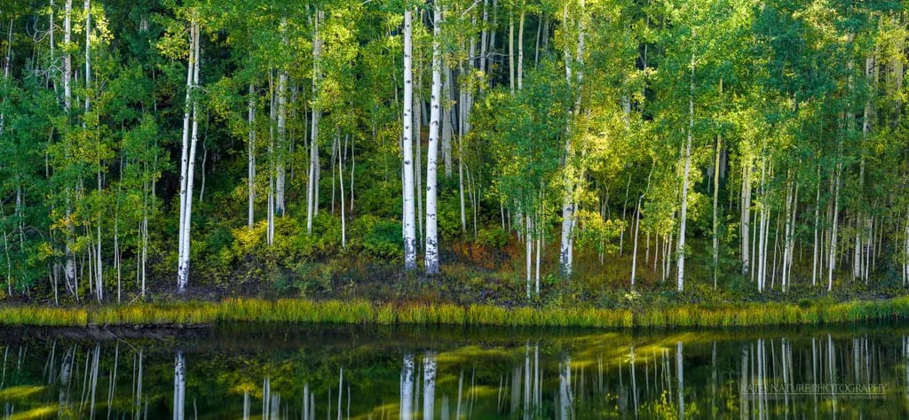 Whispers of the Aspens: A Tranquil Reflection in Nature's Embrace
