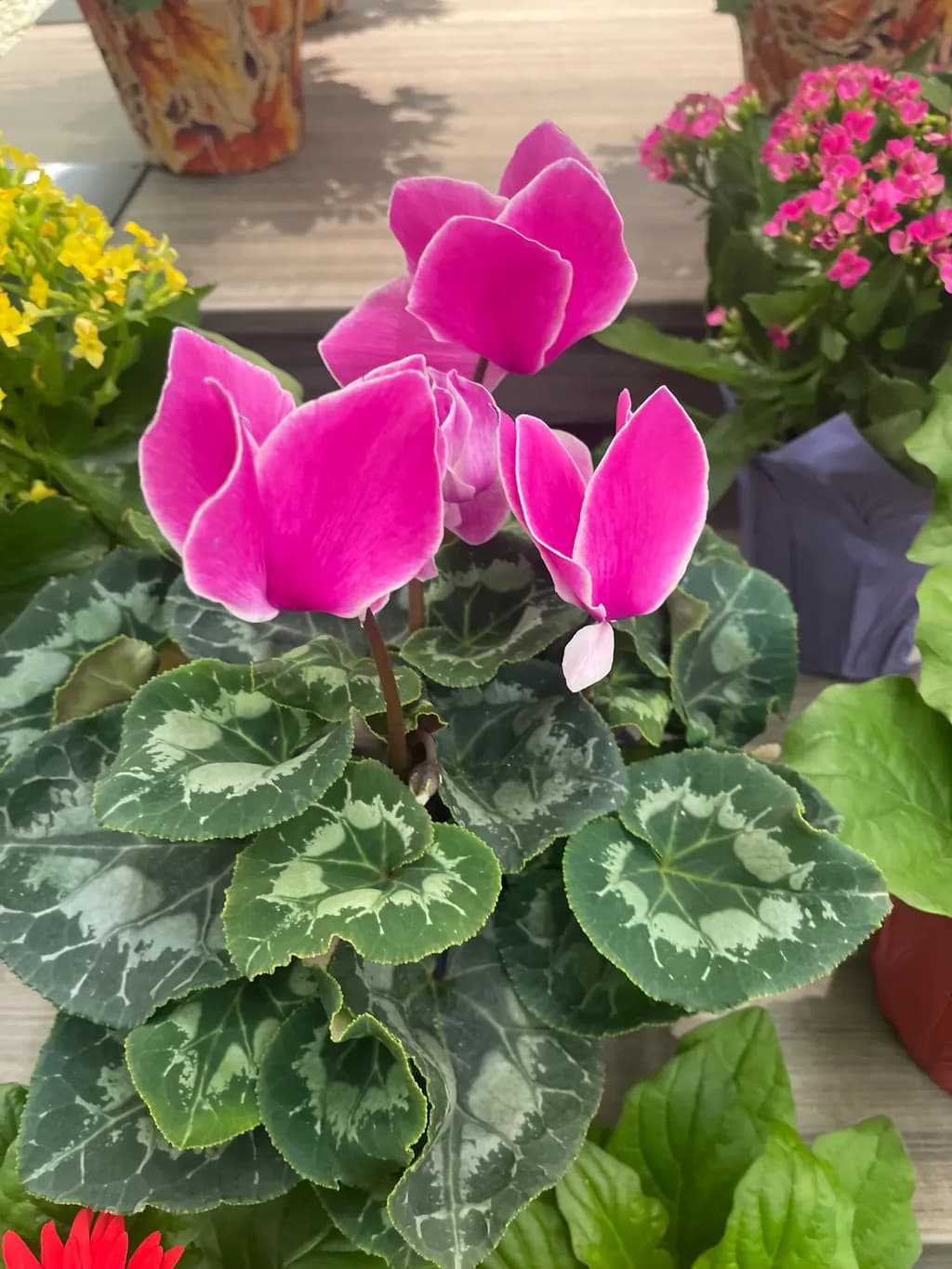Pink Cyclamen Delight