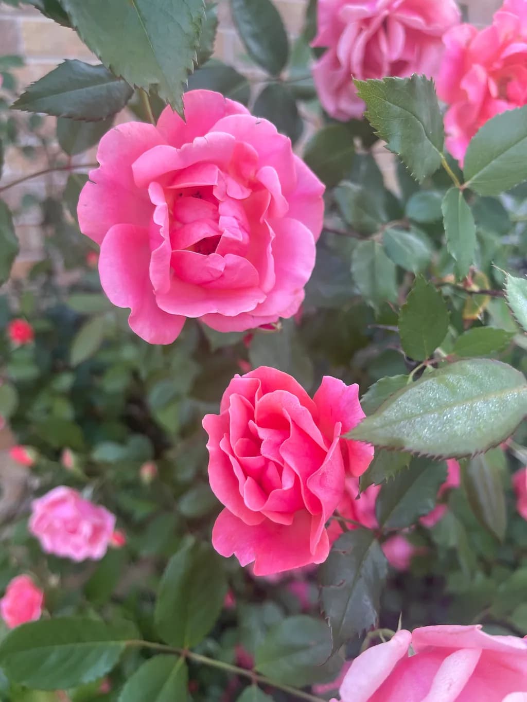Pink Blossoms